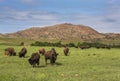 American Bison Royalty Free Stock Photo