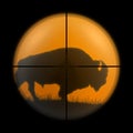 American bison in the sniper scope hunter. Royalty Free Stock Photo