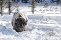 American Bison in snow, close up Royalty Free Stock Photo