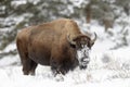 American Bison in snow, close up Royalty Free Stock Photo