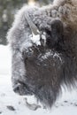 American Bison in snow, close up Royalty Free Stock Photo