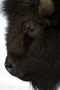 American Bison in snow, close up Royalty Free Stock Photo