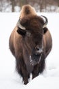 American Bison in Snow II