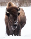 American Bison in Snow III Royalty Free Stock Photo