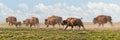 American Bison Stampede Royalty Free Stock Photo