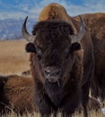 American bison standing and looking at camera