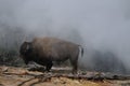 American Bison in Yellowstone Royalty Free Stock Photo