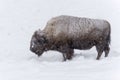 American Bison standing in snow blizzard Royalty Free Stock Photo