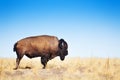American bison walking across a prairie landscape Royalty Free Stock Photo