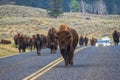 American Bison walking down the middle of road in Yellowstone's Lamar Valley Royalty Free Stock Photo