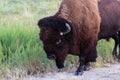 American Bison walking right up close