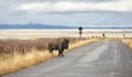 American bison walks on a road in Grand Teton National Park, selective focus, Wyoming, USA Royalty Free Stock Photo