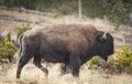 American Bison