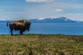 American Bison at Yellowstone Lake in the Yellowstone National Park, Wyoming