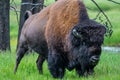 American Bison Bison bison Royalty Free Stock Photo