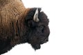 American Bison in Yellowstone National Park Royalty Free Stock Photo