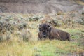 American Bison in Yellowstone National Park , WY Royalty Free Stock Photo