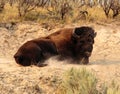 American Bison