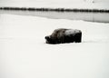 American Bison Yellowstone National Park Royalty Free Stock Photo