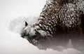 American Bison Yellowstone National Park Royalty Free Stock Photo