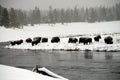 American Bison Yellowstone National Park Royalty Free Stock Photo