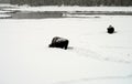 American Bison Yellowstone National Park Royalty Free Stock Photo