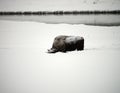 American Bison Yellowstone National Park Royalty Free Stock Photo