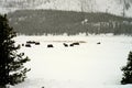 American Bison Yellowstone National Park Royalty Free Stock Photo