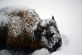 American Bison Yellowstone National Park Royalty Free Stock Photo