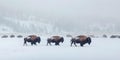 American Bison in Yellowstone National Park: Three Bison Walking Through Snow with Feeding Herd in Royalty Free Stock Photo