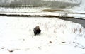 American Bison Yellowstone National Park Royalty Free Stock Photo