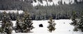 American Bison Yellowstone National Park Royalty Free Stock Photo