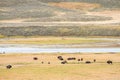 American Bison in Yellowstone National Park , WY Royalty Free Stock Photo