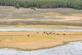 American Bison in Yellowstone National Park , WY Royalty Free Stock Photo