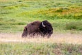 American bison, Yellowstone National Park Royalty Free Stock Photo