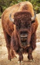 American bison in Yellowstone National Park, Wyoming, USA Royalty Free Stock Photo