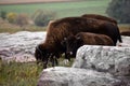 American bison with Young calf walking and grazing on native prairie grasses Royalty Free Stock Photo