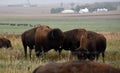 American bison with Young calf walking and grazing on native prairie grasses Royalty Free Stock Photo