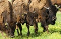 American Bisons Royalty Free Stock Photo