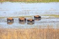 American Bisons Grazing, Strolling In Waters At A National Park