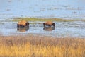 American Bisons Walking In Water In A National Park
