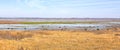 American Bisons In A National Park Panorama