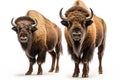 American bisons on a white background. Generative AI