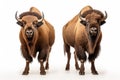 American bisons on a white background. Generative AI