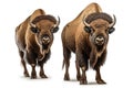 American bisons on a white background. Generative AI