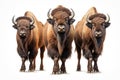 American bisons on a white background. Generative AI