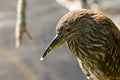 American bittern Royalty Free Stock Photo