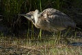 American Bittern Royalty Free Stock Photo