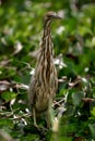 American Bittern Royalty Free Stock Photo