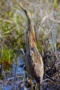 American Bittern Royalty Free Stock Photo